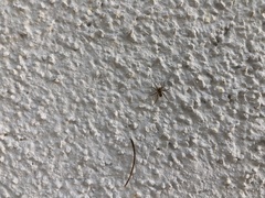 Textrix denticulata