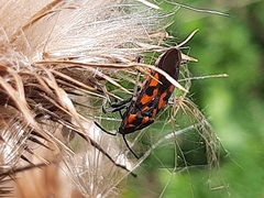 Spilostethus saxatilis