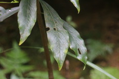Daphne arisanensis