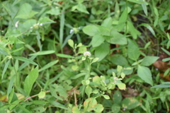Alternanthera bettzickiana
