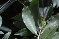 Daphne arisanensis