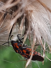 Spilostethus saxatilis