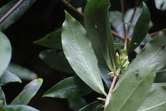 Daphne arisanensis
