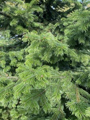 Abies sibirica
