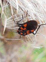 Spilostethus saxatilis