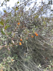 Lonicera subspicata denudata