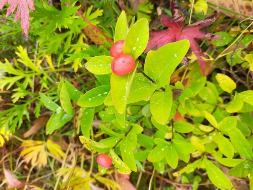 Lonicera chamissoi, photograph 1