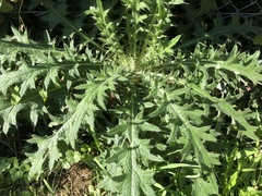 Cirsium spinosissimum