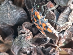 Spilostethus saxatilis