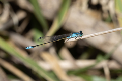 Ischnura heterosticta