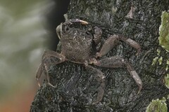 Episesarma versicolor