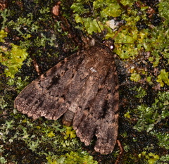 Amphipyra pyramidea