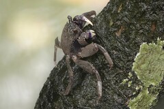 Episesarma versicolor