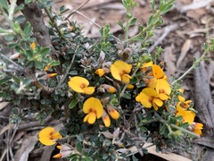 Pultenaea largiflorens