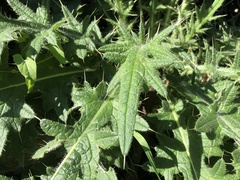 Cirsium spinosissimum