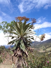 Espeletia
