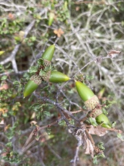 Quercus dumosa