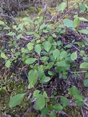 Coprosma foetidissima