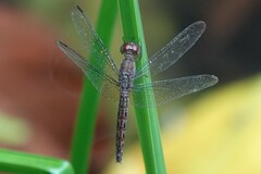 Neurothemis fluctuans