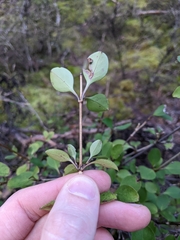 Coprosma foetidissima