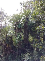 Espeletia