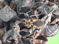 Spilostethus saxatilis