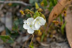 Drosera planchonii