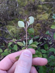 Coprosma foetidissima