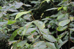 Callicarpa formosana formosana