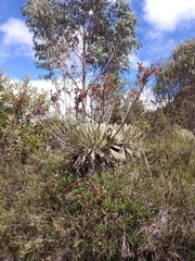 Espeletia