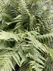 Dryopteris filix-mas