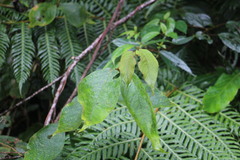 Callicarpa formosana formosana