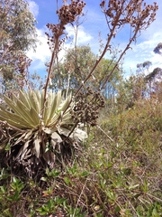 Espeletia