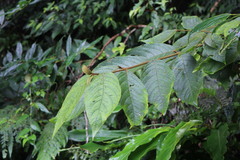 Callicarpa formosana formosana