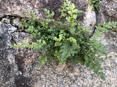 Asplenium ruta-muraria
