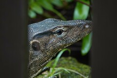 Varanus salvator macromaculatus