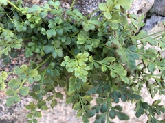 Asplenium ruta-muraria