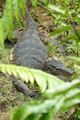 Varanus salvator macromaculatus