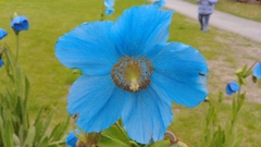 Meconopsis grandis