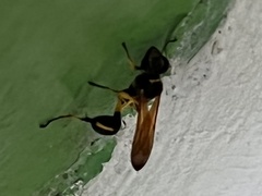 Sceliphron madraspatanum