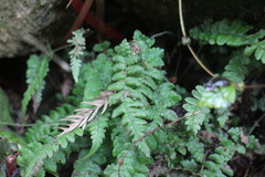 Leptogramma tottoides