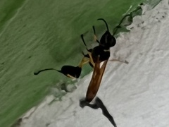 Sceliphron madraspatanum