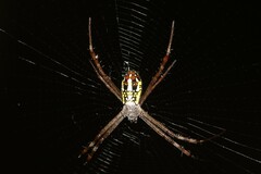 Argiope dang