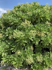 Heliotropium arboreum