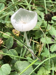 Coprinopsis lagopus