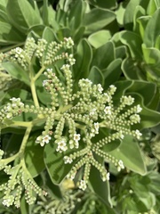 Heliotropium arboreum