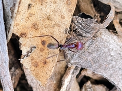 Iridomyrmex