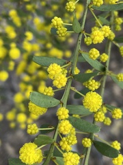 Acacia acinacea