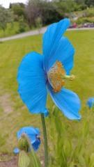 Meconopsis grandis