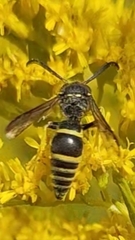Ancistrocerus